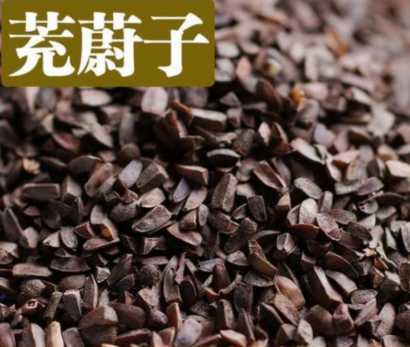 振兴药材批发供应茺蔚子产地山东茺蔚子产地价