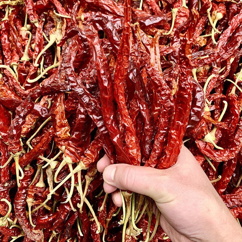干辣椒二荆条三号硬皮线椒干辣椒