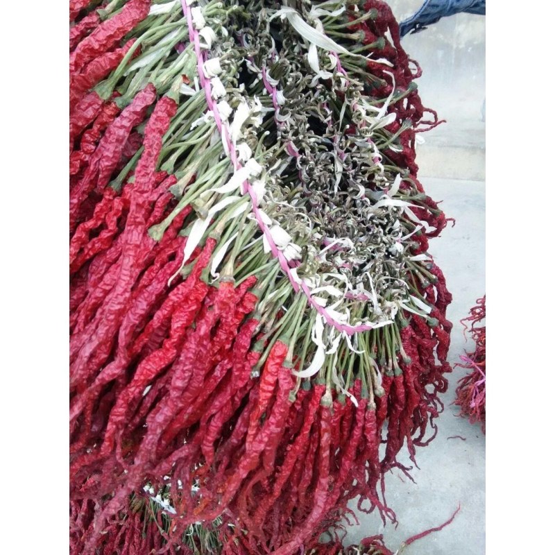 干辣椒二荆条三号硬皮线椒干辣椒