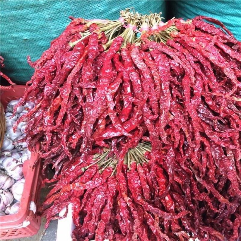 干辣椒二荆条三号硬皮线椒干辣椒