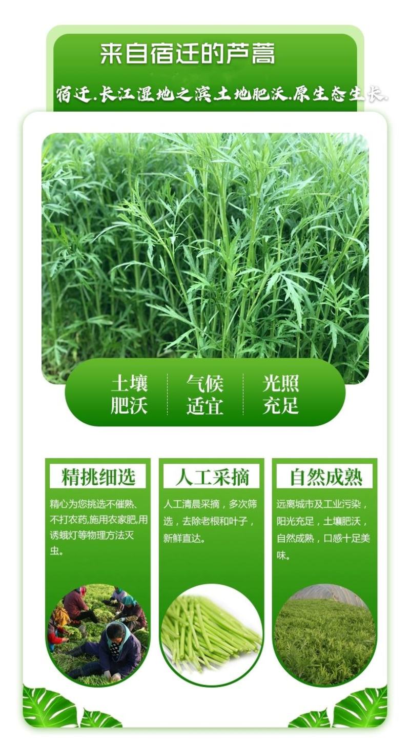 芦蒿宿迁现摘现发新鲜芦蒿