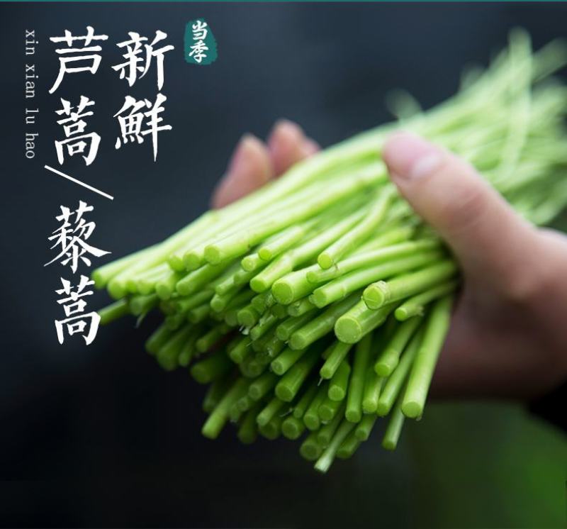 芦蒿宿迁现摘现发新鲜芦蒿