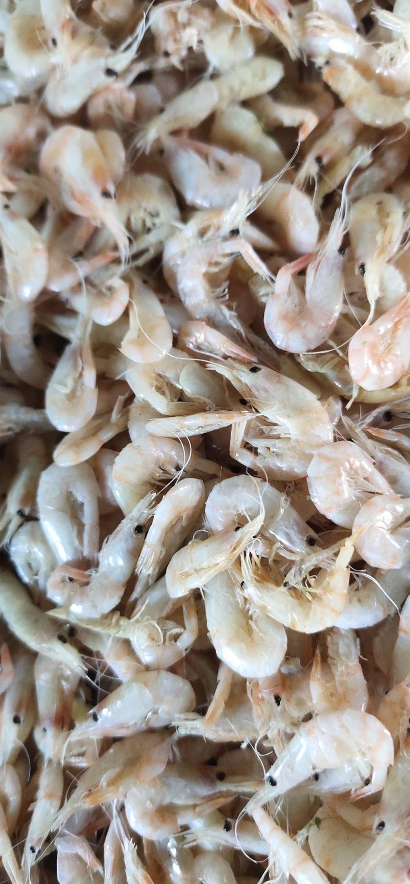 山东产地直发麦秆蹦蹦虾，麦穗虾，钩子虾，有亮度质量杠杠的