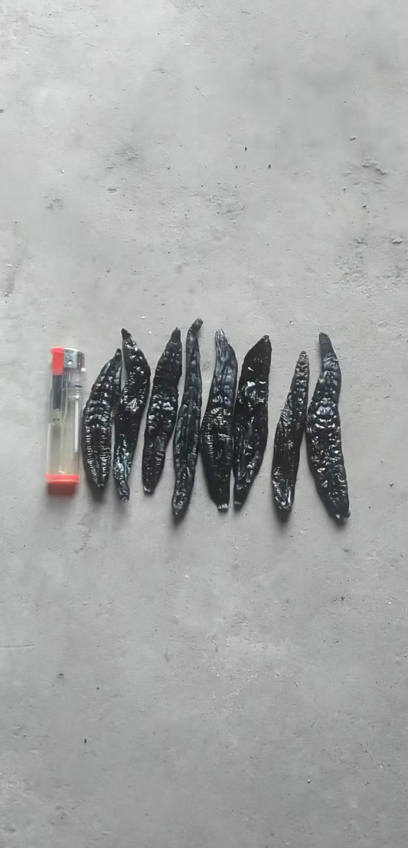 菲牛蛭水蛭干吸血鬼一个半硬币厚一手货源专业工厂加工