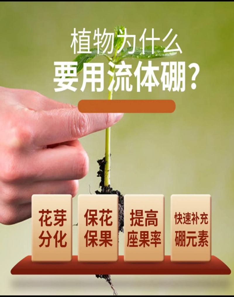 流体硼提高授粉保花保果促进花芽分化提高坐果率