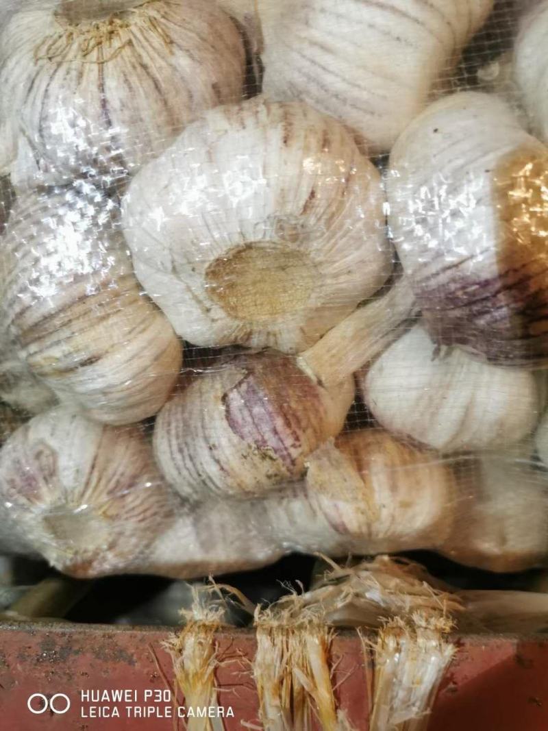 6.5/6.0/5-5.5/4.5等各种规格精品山东大蒜批发