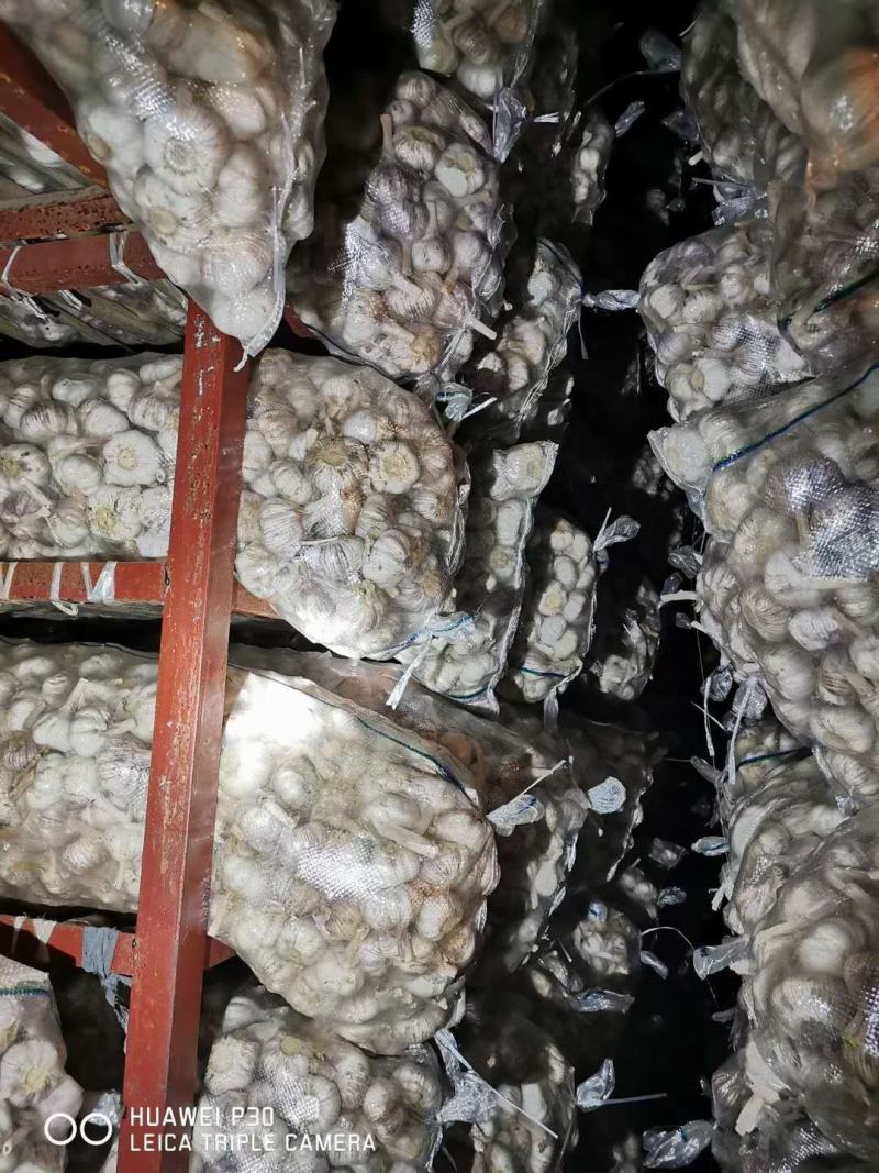 6.5/6.0/5-5.5/4.5等各种规格精品山东大蒜批发