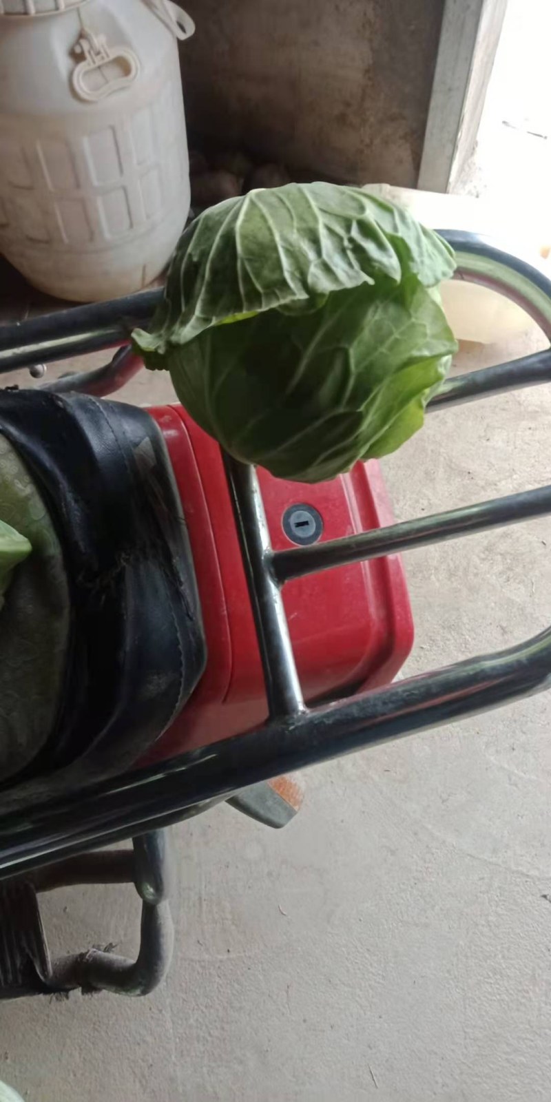 【推荐】甘蓝基地有需要的可以叫我，货源多品质好，可以长期供货