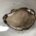 乳山生蚝个个都是小胖子包肥包活欢迎各位