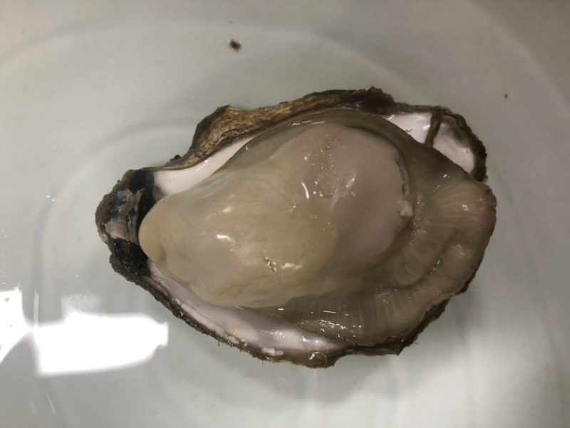 乳山生蚝个个都是小胖子包肥包活欢迎各位