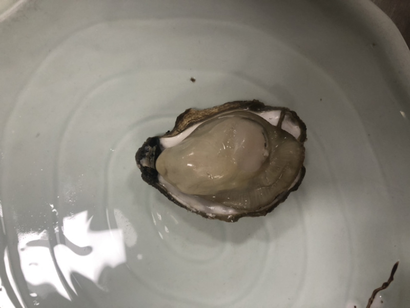 乳山生蚝个个都是小胖子包肥包活欢迎各位
