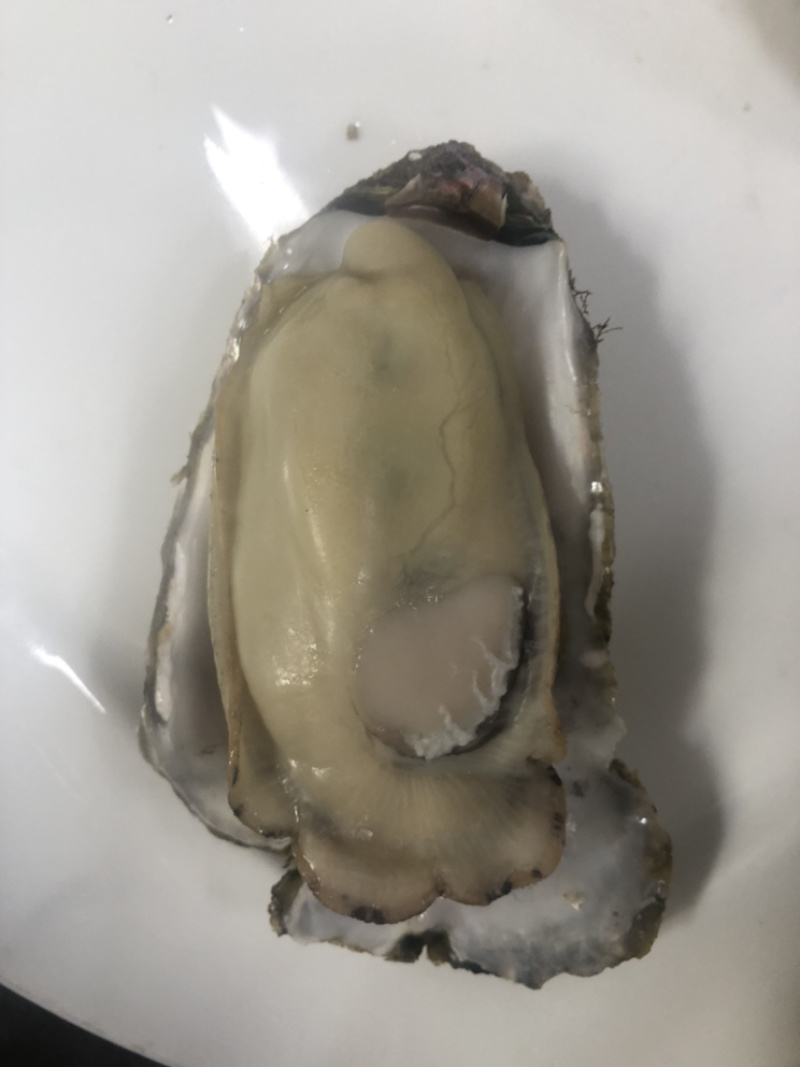 乳山生蚝个个都是小胖子包肥包活欢迎各位