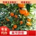 重庆奉节县-奉节脐橙-优质脐橙-专业代办非赣南橙