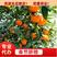 重庆奉节脐橙专业代办非赣南橙，元红-纽荷尔全年带叶鲜果