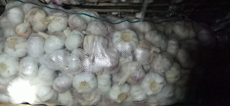 6.5/6.0/5-5.5/4.5等各种规格精品山东大蒜批发