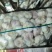 6.5/6.0/5-5.5/4.5等各种规格精品山东大蒜批发
