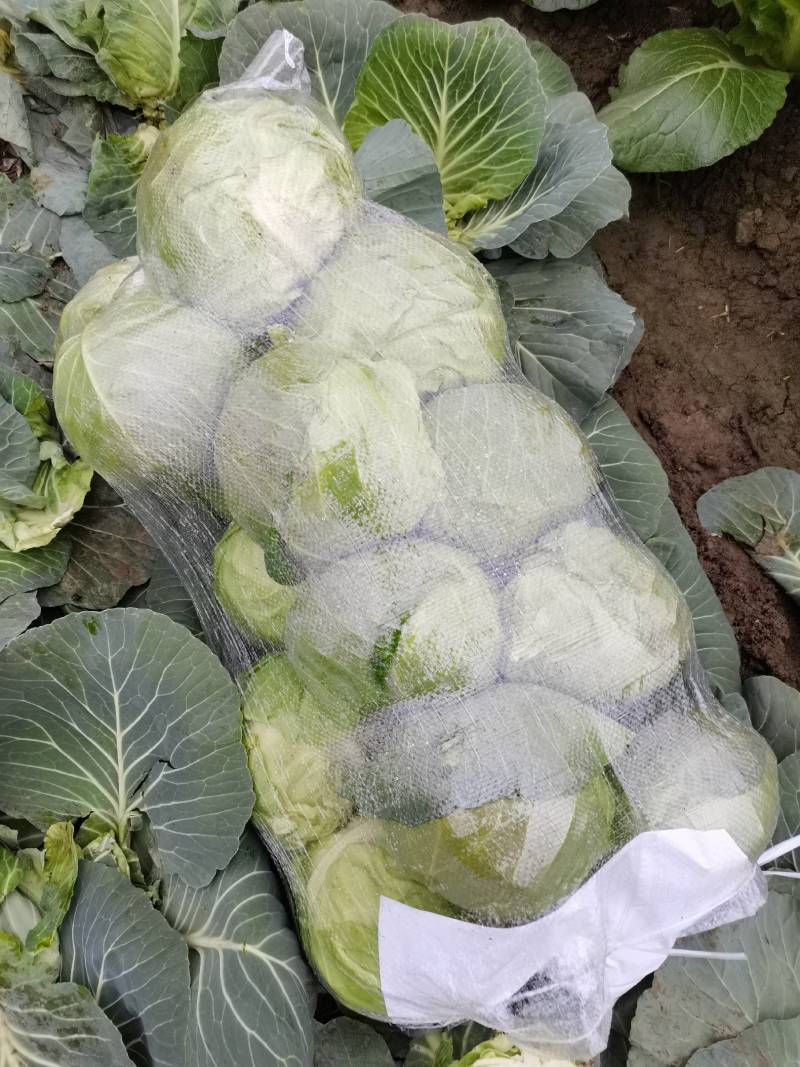 河南省新野绿旺甘蓝上市了，质优价廉，大量走货，欢迎来电了