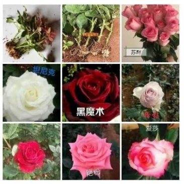 【浩宇花卉】月季花苗盆栽苗地栽苗基地直供全国发货