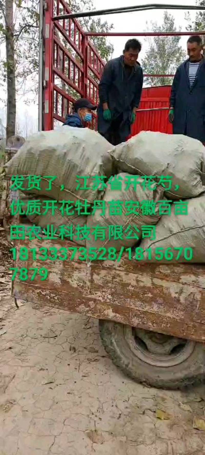 牡丹苗，品种纯正，花牡丹油牡丹。绿化花卉。