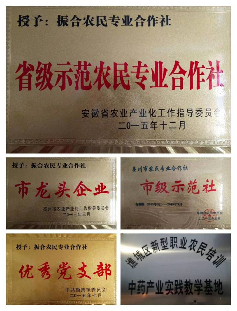 牡丹苗，品种纯正，花牡丹油牡丹。绿化花卉。