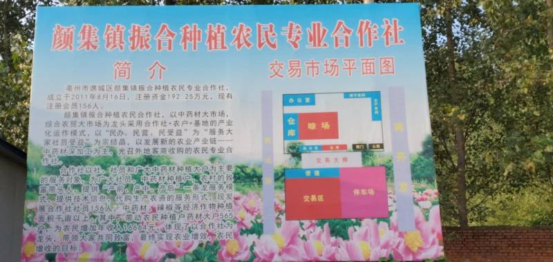 牡丹苗，品种纯正，花牡丹油牡丹。绿化花卉。