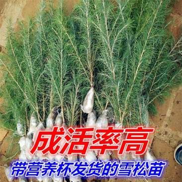 雪松苗雪松树苗四季常青耐寒庭院绿化苗木雪松小苗
