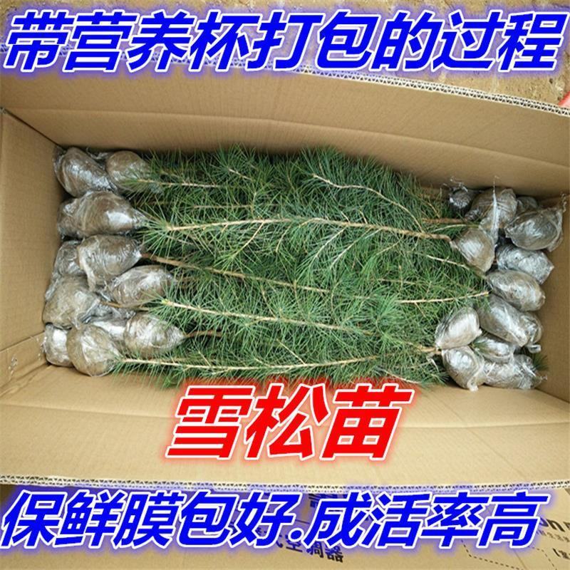 雪松苗雪松树苗四季常青耐寒庭院绿化苗木雪松小苗