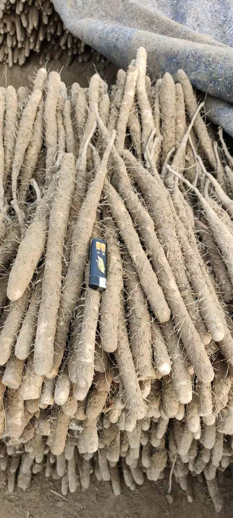 小白嘴三路麻山药基地直发