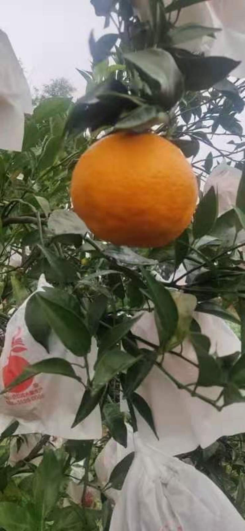 春见柑桔（耙耙柑）甜嫩多汁果粒橙般的口感，商超品质