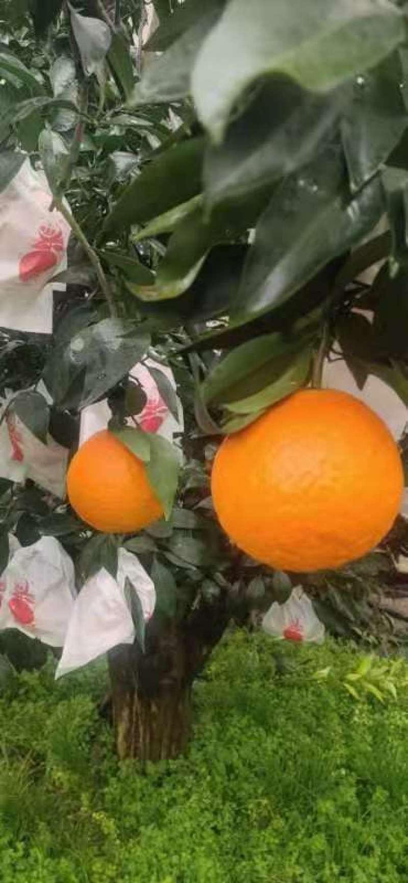春见柑桔（耙耙柑）甜嫩多汁果粒橙般的口感，商超品质