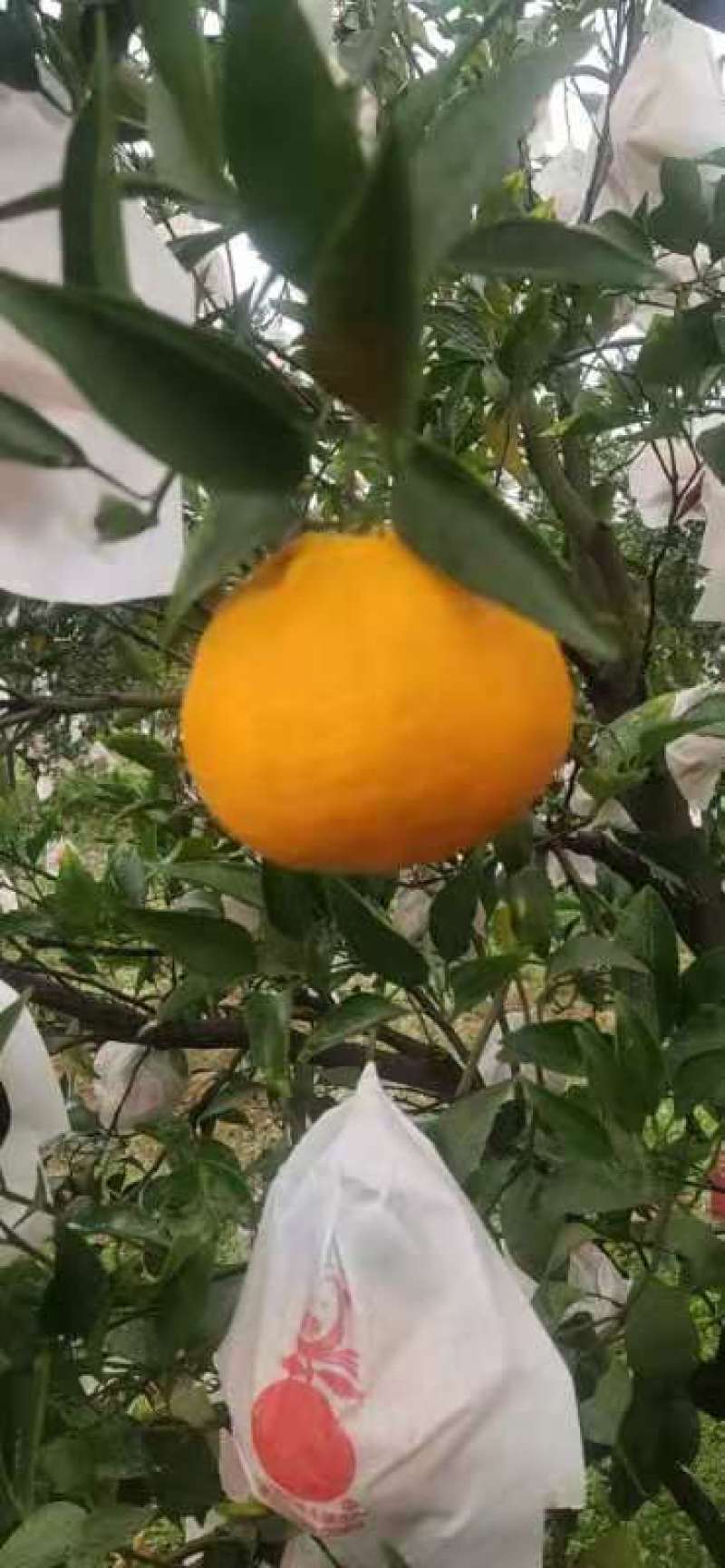 春见柑桔（耙耙柑）甜嫩多汁果粒橙般的口感，商超品质
