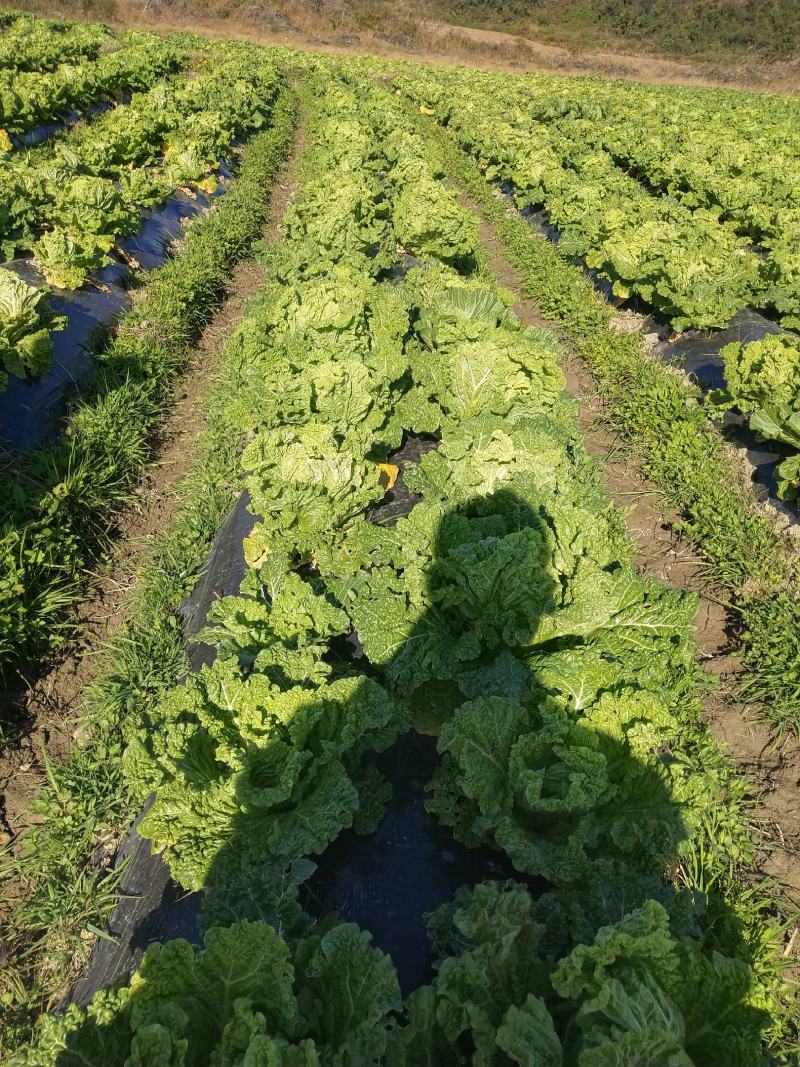 麻叶菜大量供应、产地直销、质量保证、欢迎采购