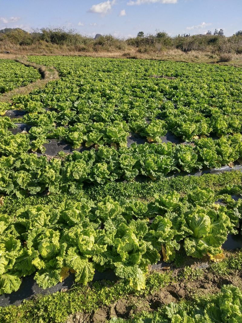 麻叶菜大量供应、产地直销、质量保证、欢迎采购