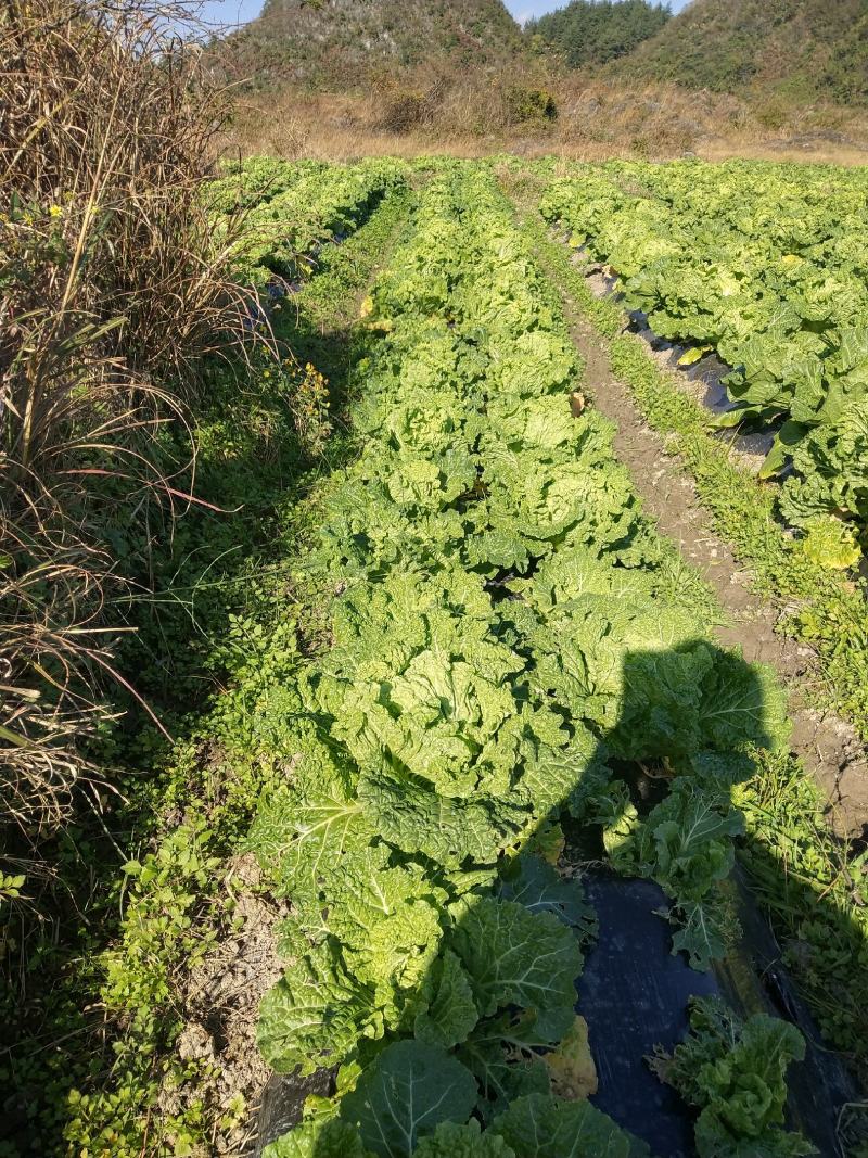麻叶菜大量供应、产地直销、质量保证、欢迎采购