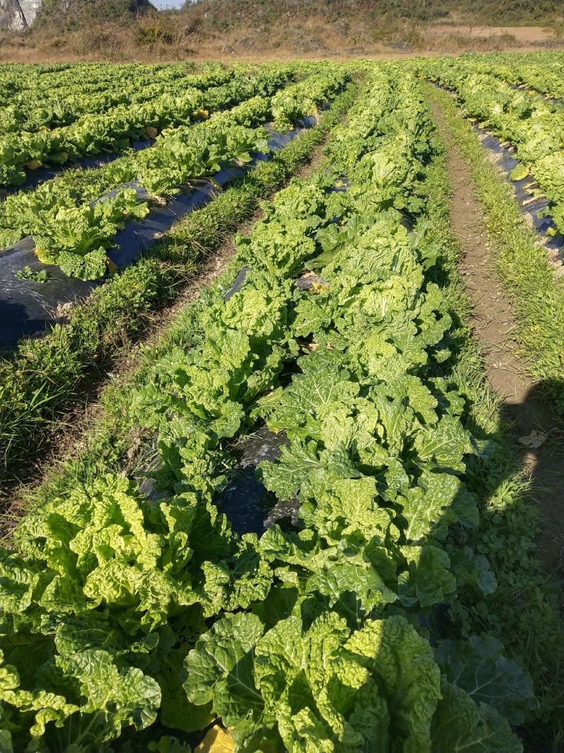 麻叶菜大量供应、产地直销、质量保证、欢迎采购