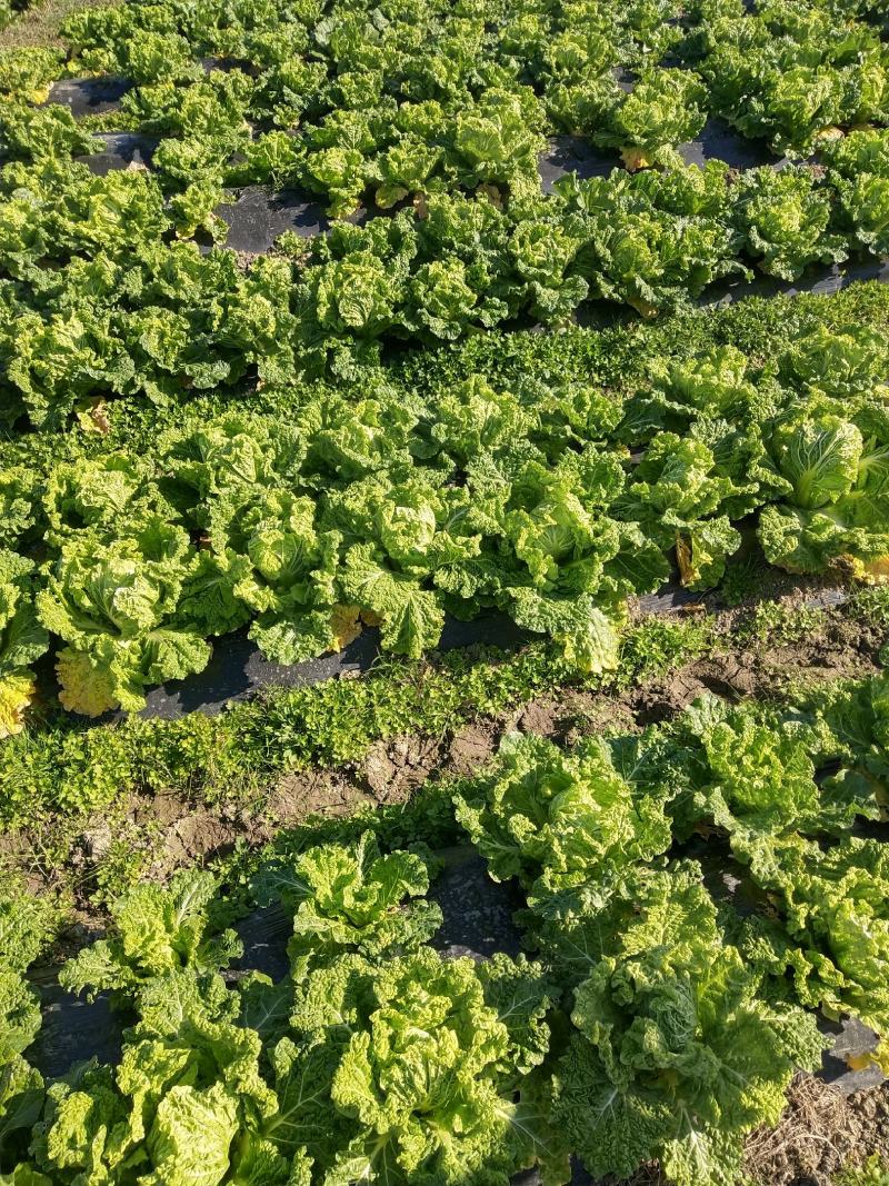 麻叶菜大量供应、产地直销、质量保证、欢迎采购