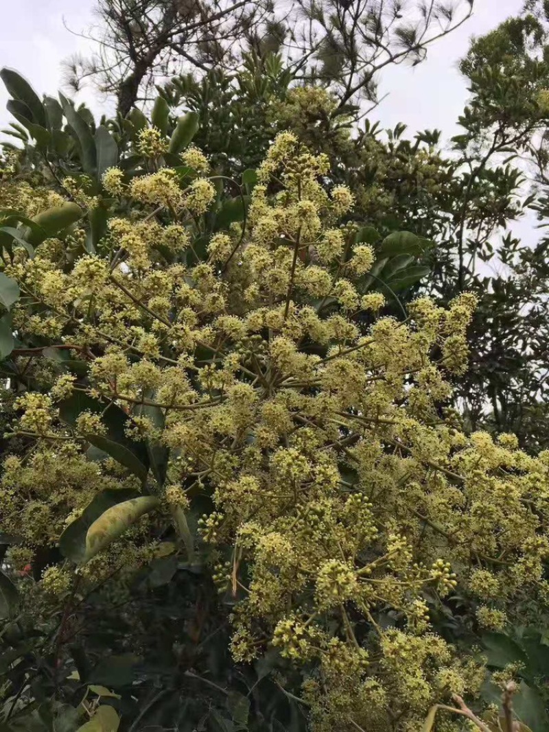 鸭脚木花蜜农家正宗土蜂蜜无添加冬蜜量大从优
