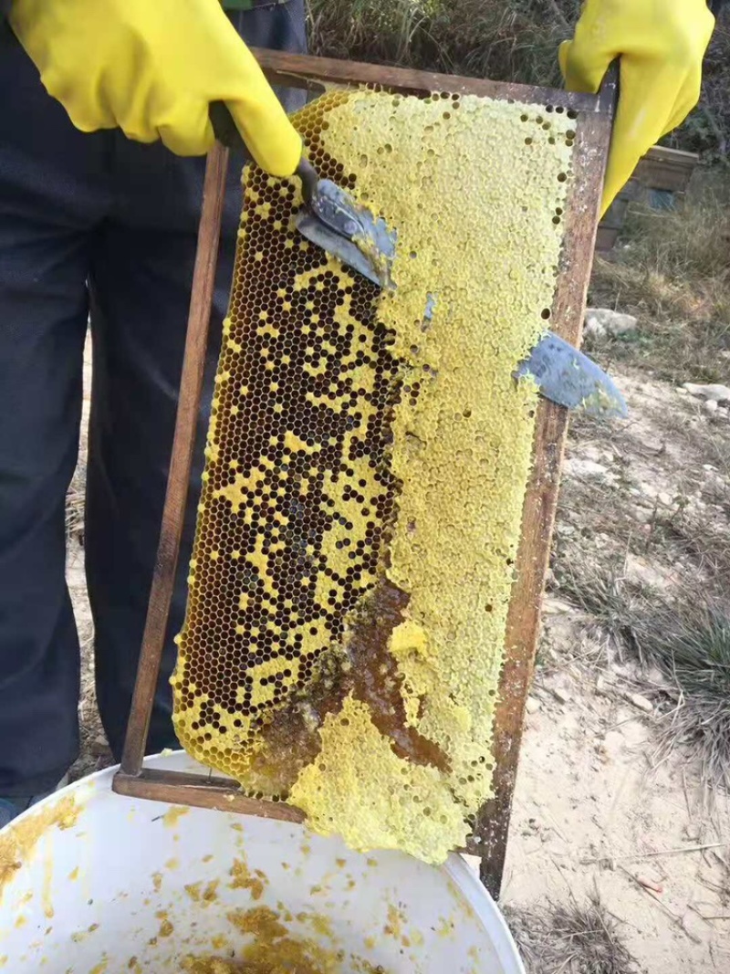 鸭脚木花蜜农家正宗土蜂蜜无添加冬蜜量大从优