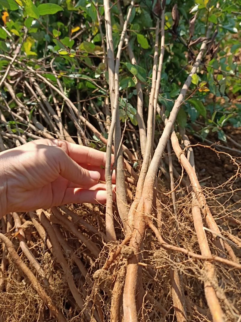 供应棠梨苗鸟梨苗山梨苗野梨苗包邮