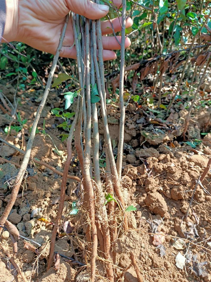 供应棠梨苗鸟梨苗山梨苗野梨苗包邮