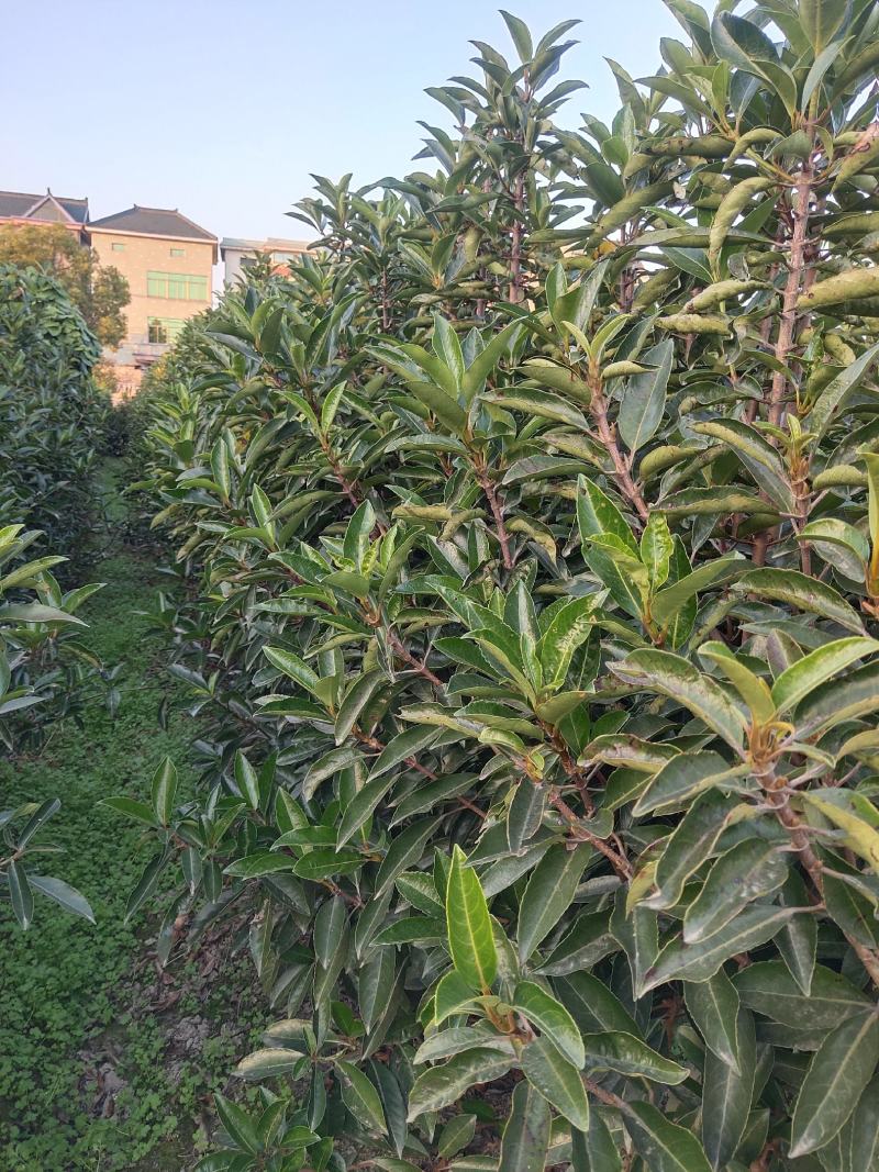 青珊瑚庭院珊栏好围墙