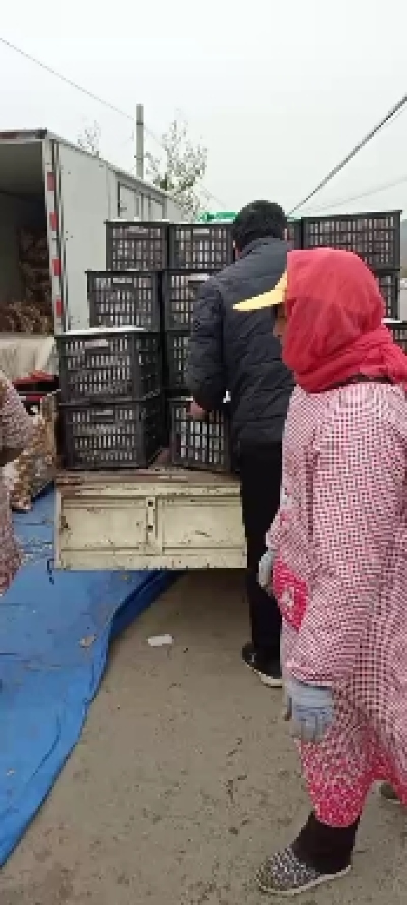《精品冬桃》山东冬桃平邑冬桃已大量上市了，口感脆甜，耐长