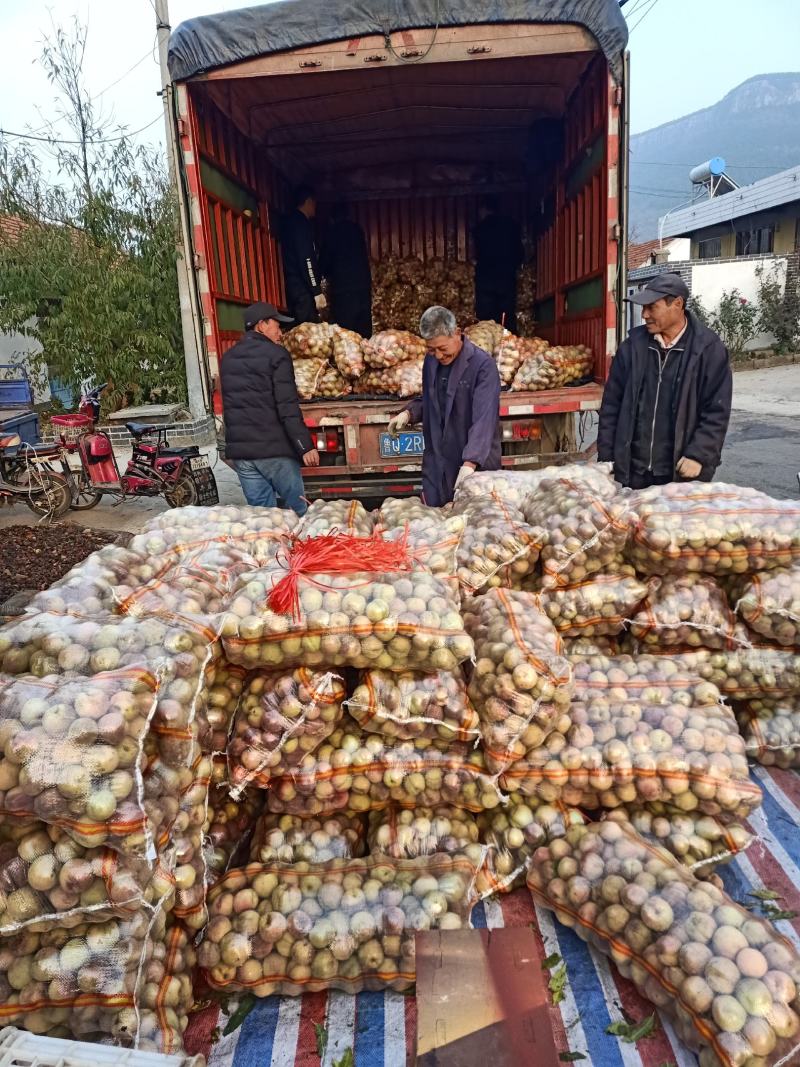 《精品冬桃》山东冬桃平邑冬桃已大量上市了，口感脆甜，耐长