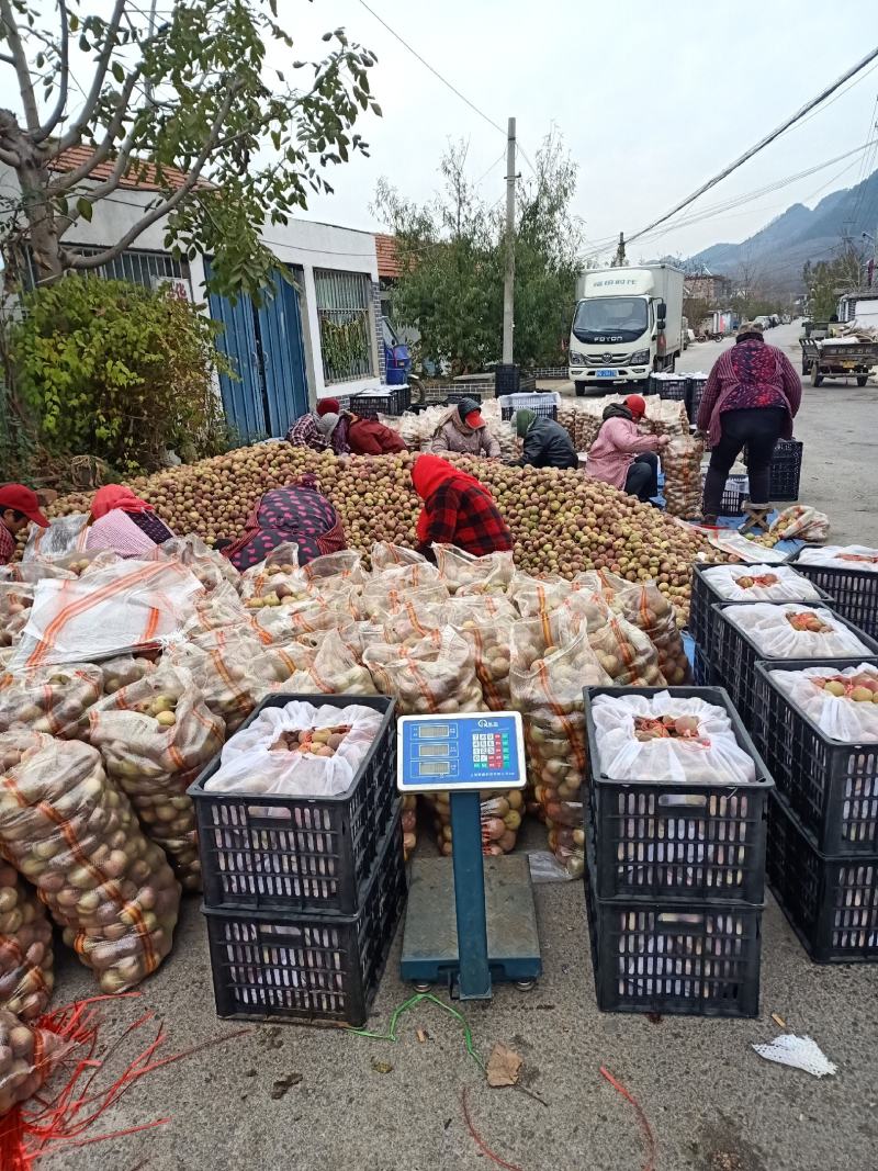 《精品冬桃》山东冬桃平邑冬桃已大量上市了，口感脆甜，耐长