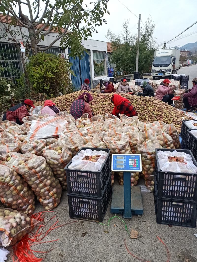 《精品冬桃》山东冬桃平邑冬桃已大量上市了，口感脆甜，耐长
