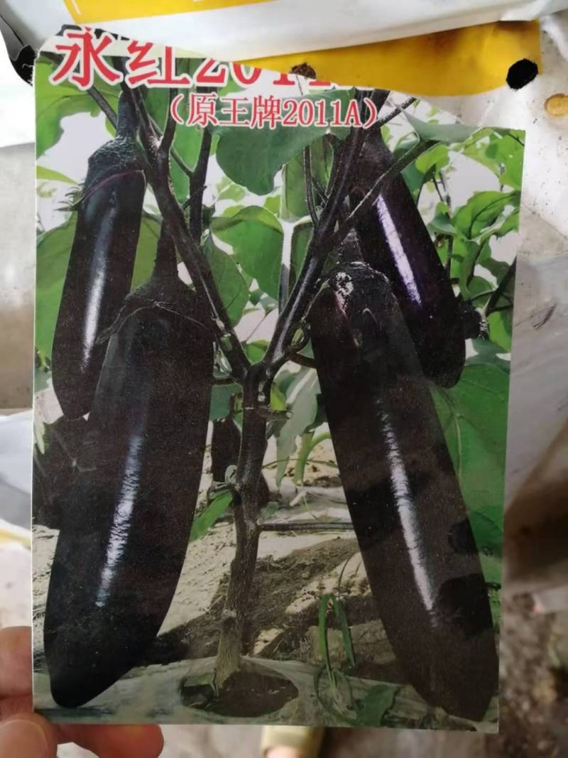 茄子苗嫁接陆地烧烤茄绿鄂！紫鄂！黑宝，产量高，意管理