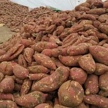 商暑19专业红薯种植合作社十万亩求销路.非诚勿扰！