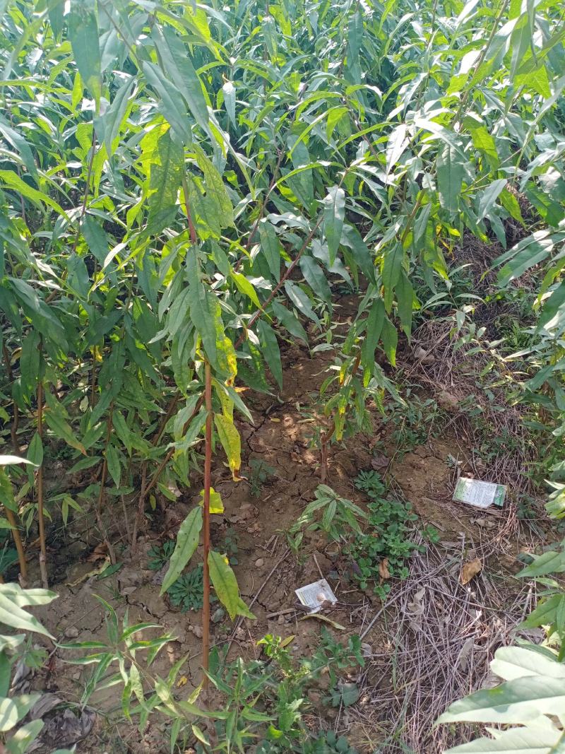 大量出售占地桃树苗，规格0.6-3公分供客户选择。