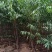大量出售占地桃树苗，规格0.6-3公分供客户选择。