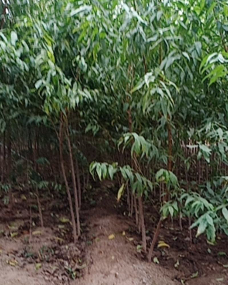 大量出售占地桃树苗，规格0.6-3公分供客户选择。